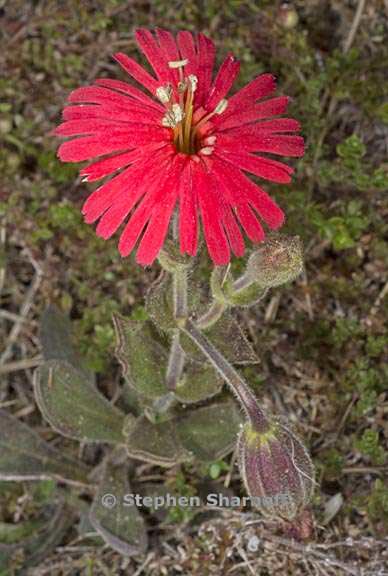 silene laciniata ssp californica 9 graphic